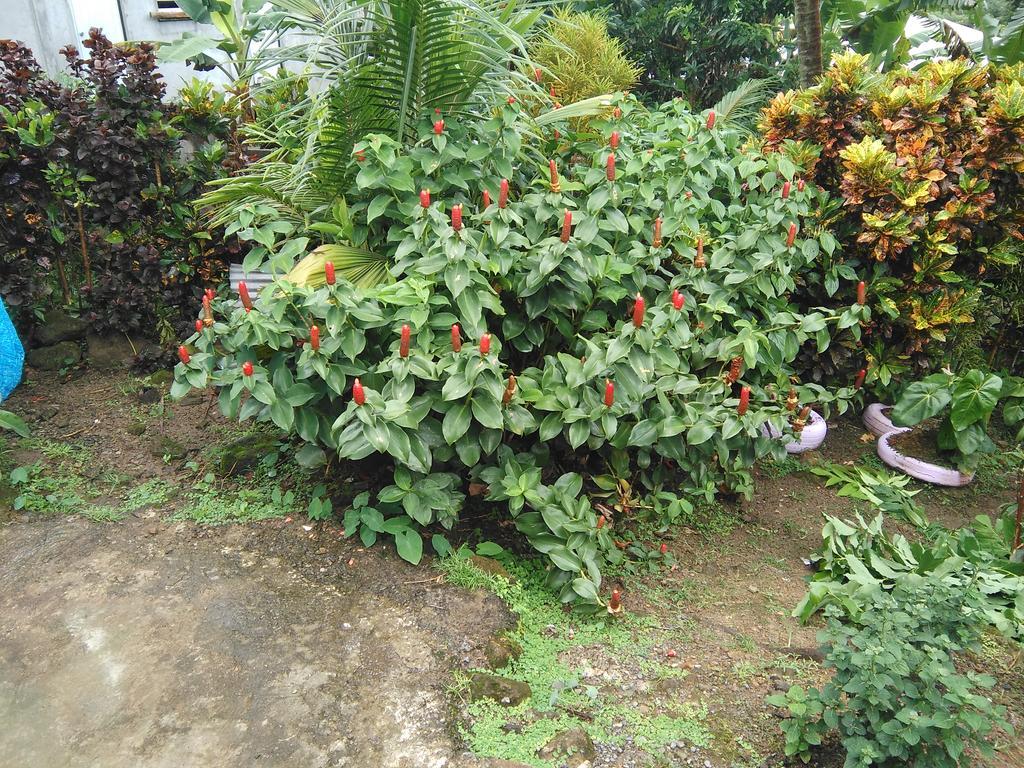 Anthurium Apartment ロゾー エクステリア 写真