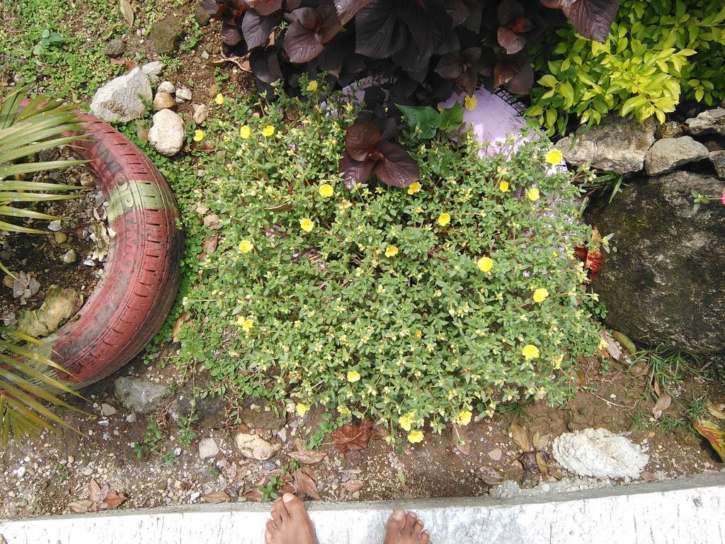 Anthurium Apartment ロゾー エクステリア 写真
