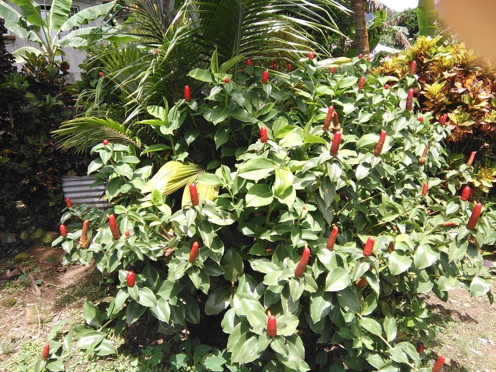Anthurium Apartment ロゾー エクステリア 写真